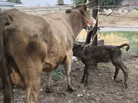 Ng'ombe jike, Simmental cattle — picha 1