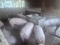 Säue, Schweine — Foto 4
