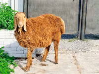 公羊, Hissar sheep — 照片 1