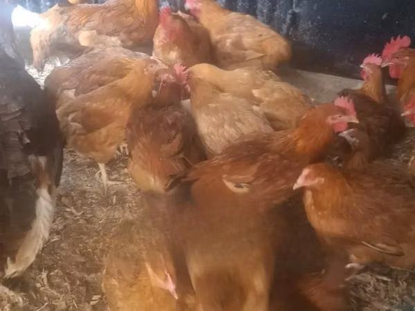 Shamo chickens — Kenya