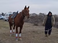 Caballo, Karabakh horse — foto 2
