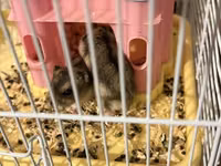 Hamster qefesi ve apilkasi ile bir yerde verirem 1 eded erkek 2 eded — 照片 4