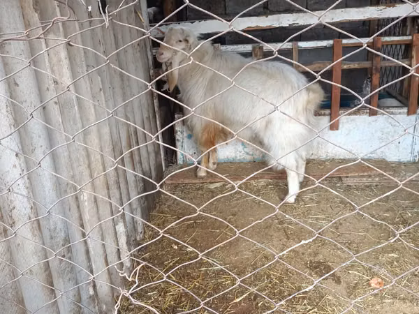 बकरा, Russian White goat