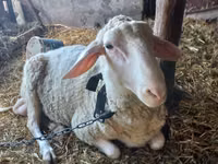 Dume la kondoo, Awassi sheep — picha 1