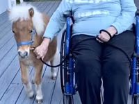 فرس, Miniature horse — الصورة 2