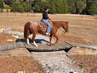 حصان, Quarter Horse — الصورة 6