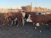 Toro, Simmental cattle — foto 2