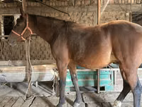 Horse (M), Manipuri pony — photo 5