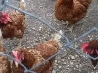 Chickens — foto 3