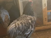 Chickens — foto 5
