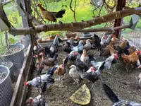Bantam holandés — foto 3