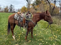 حصان, Quarter Horse — الصورة 4