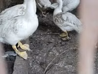 Ducks — Foto 2