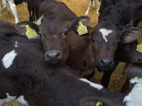 公牛, Cattle — 照片 1