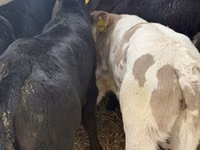 Rinder (Partie, Geschlecht nicht angegeben), Simmental cattle — Foto 7