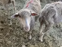نعجة, الأغنام — الصورة 1