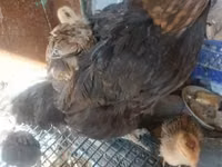 Chickens — picha 2