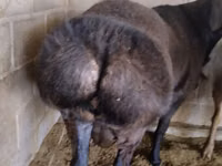 Dume la kondoo, Rambouillet sheep — picha 1