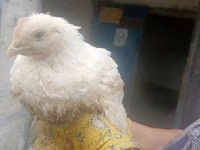 Chickens — 照片 3