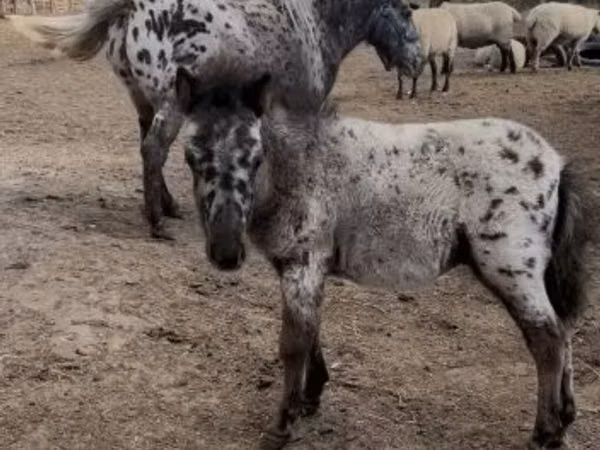 Farasi dume, Farasi