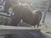 Farasi dume, Welsh Cob — picha 6
