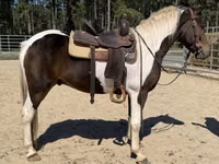 Farasi dume, American paint horse — picha 3