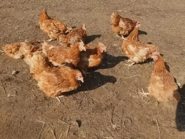 Chickens