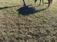 Stute, Rocky Mountain Horse — Foto 7