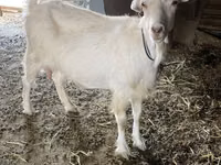 Mbuzi jike, Dutch Landrace goats — picha 4