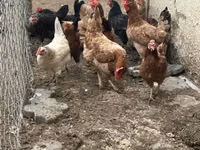 Chickens — Foto 3