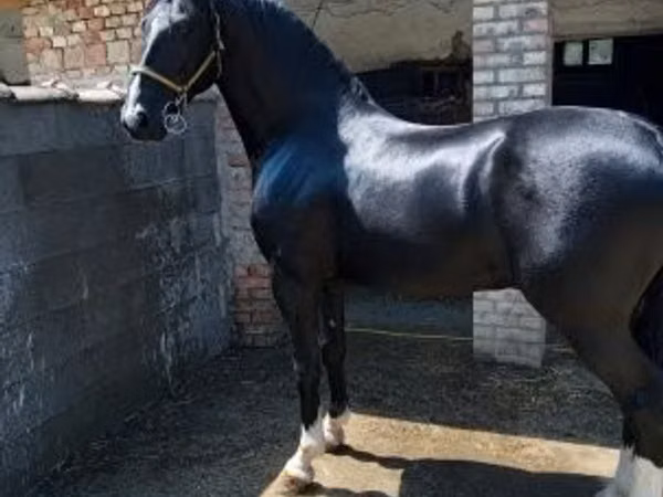 公马, Dutch warmblood horse