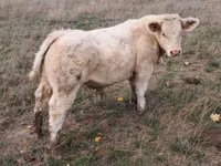 Toro, Charolais cattle — foto 3