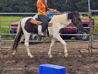 Farasi dume, American paint horse — picha 3