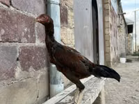 أستراليان غيم — الصورة 1