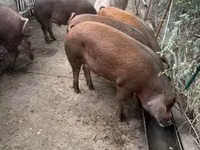 خنزيرة — الصورة 5