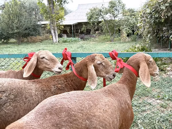 Schaf, Arashan sheep