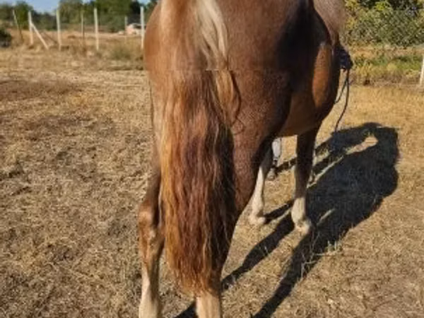 Yegua, Caballos