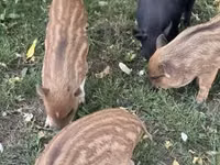 सूअर (लॉट, लिंग निर्दिष्ट नहीं) — फ़ोटो 1