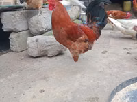 Chickens — फ़ोटो 1