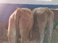 Bovinos (lote, sexo no especificado), Simmental cattle — foto 3