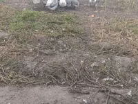 Geese — फ़ोटो 2