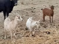 Goat, Nubian Goat — photo 6