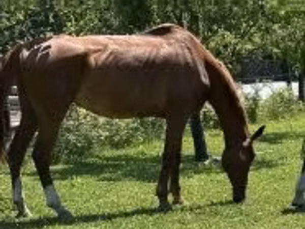 Mare, Polish pony