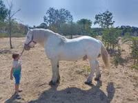 घोड़ा, Percheron — फ़ोटो 6