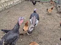 Turkeys — 照片 3
