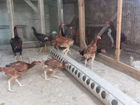 Chickens — फ़ोटो 1