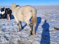Caballo, Alter Real — foto 7