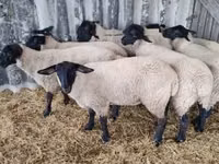 Kondoo jike, White Suffolk sheep — picha 2