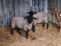 Kondoo (kikundi, jinsia haijatajwa), White Suffolk sheep — picha 3