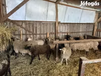 كبش, Merino sheep — الصورة 7